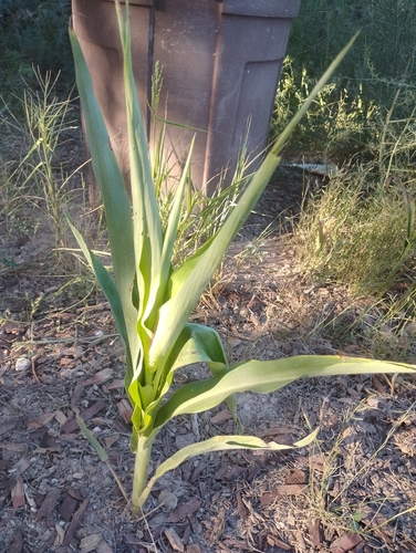Mexican panicgrass