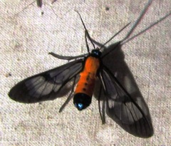 Sarosa