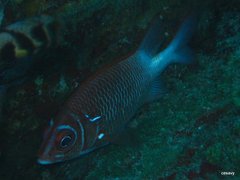 Sargocentron caudimaculatum