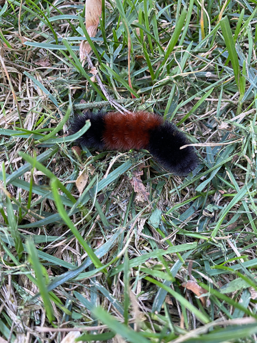 Isabella Tiger Moth