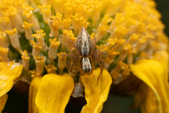 Oxyopes lineatus
