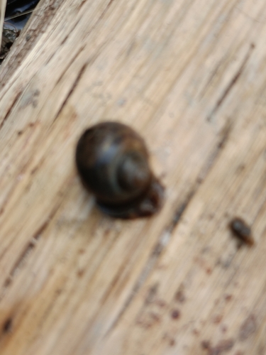 Tanychlamys hippocastaneum