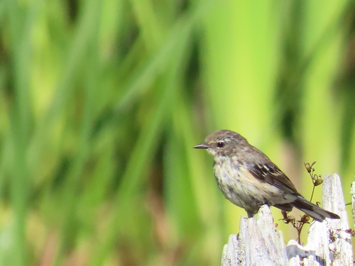 Yellow-rumped Warbler