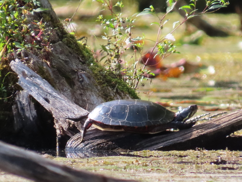Midland Painted Turtle