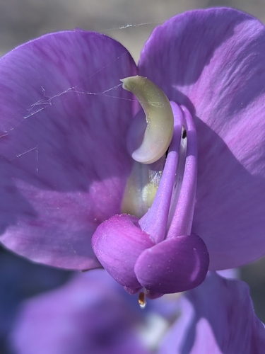 Broughton Pea