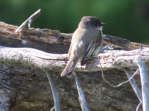 Eastern Phoebe
