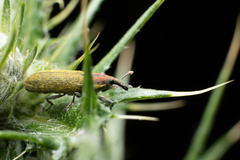 Lixus filiformis