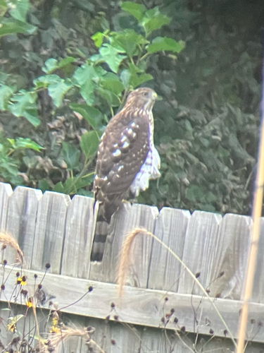 Cooper's Hawk