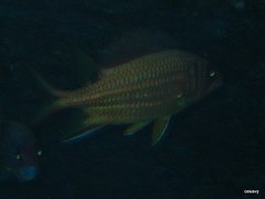 Sargocentron melanospilos