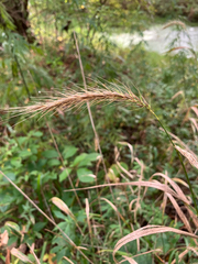 Elymus riparius