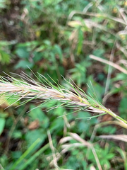 Elymus riparius, photograph (c) Bryan Connolly, some rights reserved (CC BY)
