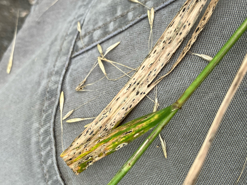Elymus riparius, photograph 4