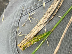 Elymus riparius, photograph (c) Bryan Connolly, some rights reserved (CC BY)