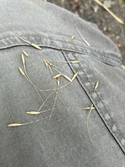 Elymus riparius, photograph (c) Bryan Connolly, some rights reserved (CC BY)