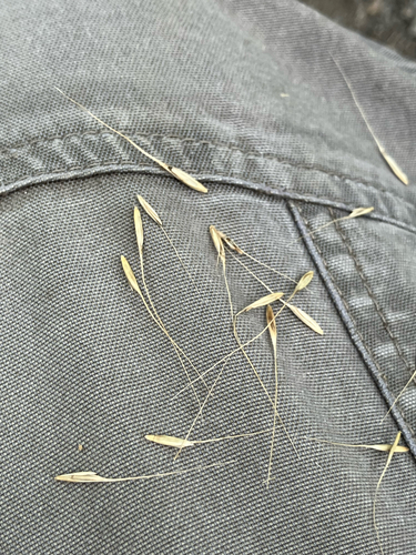 Elymus riparius, photograph 3