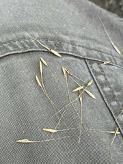 Elymus riparius, photograph (c) Bryan Connolly, some rights reserved (CC BY)