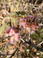 Callirhytis quercusoperator