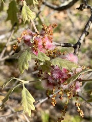 Callirhytis quercusoperator