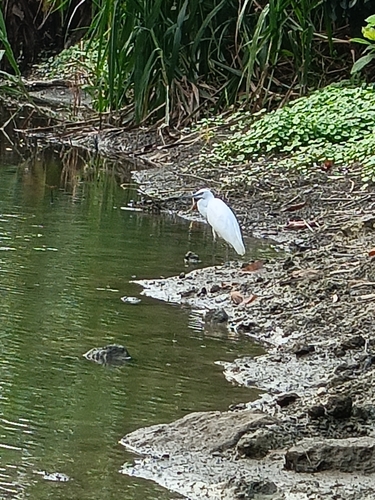 Little Egret