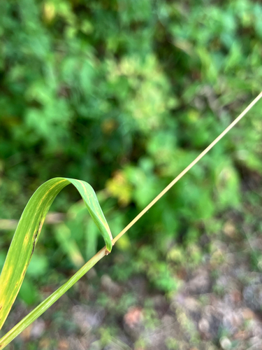Elymus macgregorii, photograph 2