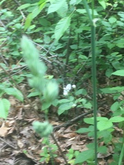 Silene stellata
