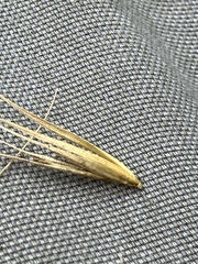 Elymus macgregorii, photograph (c) Bryan Connolly, some rights reserved (CC BY)