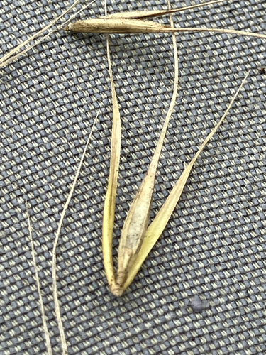 Elymus macgregorii, photograph 6