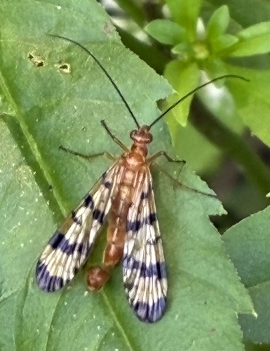 Forked Scorpionfly