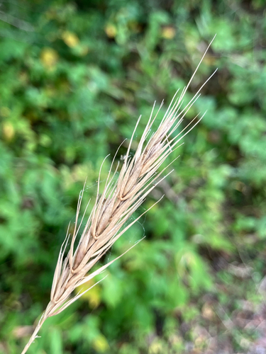 Elymus macgregorii, photograph 1