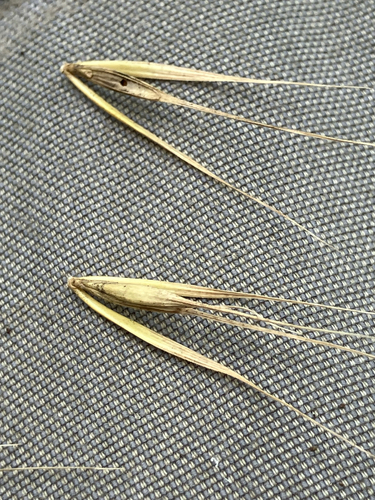 Elymus macgregorii, photograph 4