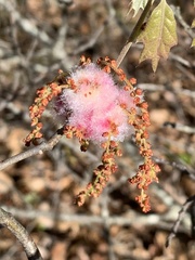 Callirhytis quercusoperator