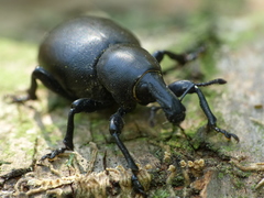 Liparus dirus
