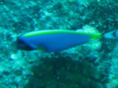 Acanthurus leucosternon