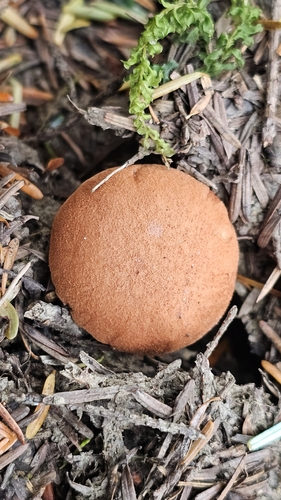 Peppery Bolete