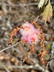 Callirhytis quercusoperator