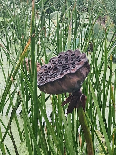 American lotus
