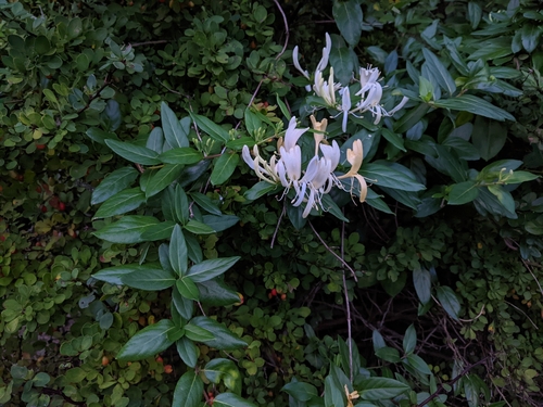 Japanese honeysuckle