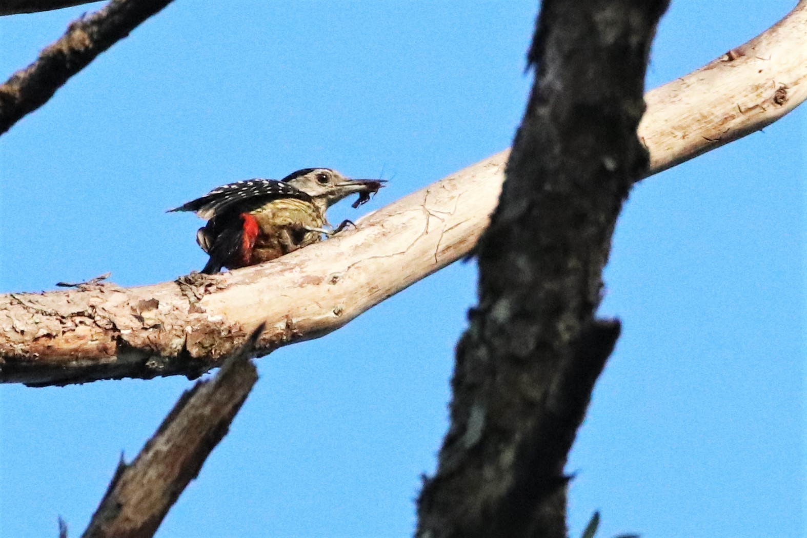 Stripe-breasted Woodpecker