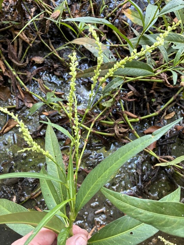 Dense-flowered smartweed