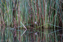 Acrocephalus gracilirostris