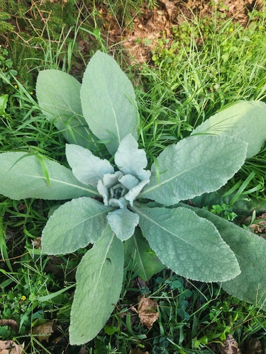great mullein