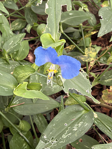 Asiatic dayflower