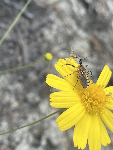 Ringed Assassin Bug