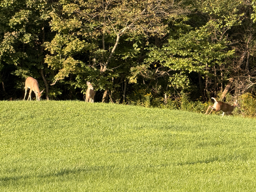 White-tailed Deer