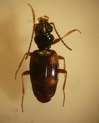 Bembidion quadrimaculatum