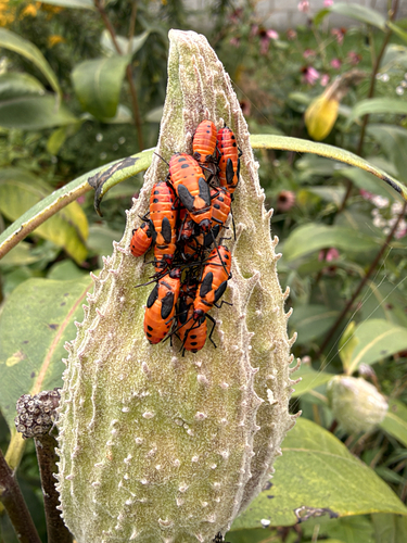 Large Milkweed Bug