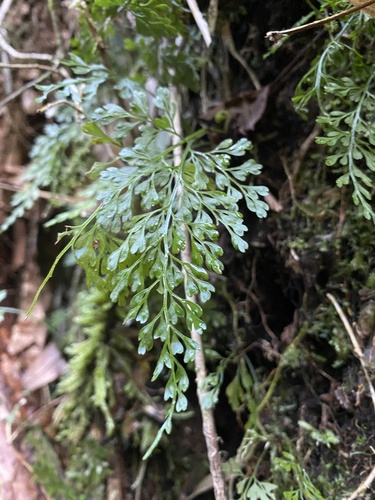 Asplenium dareoides observed 2026-09-18