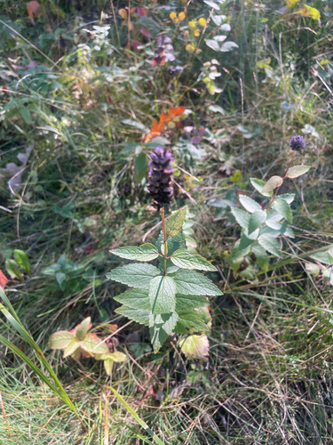 anise hyssop