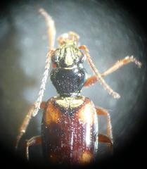 Bembidion quadrimaculatum