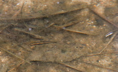 Notropis bifrenatus